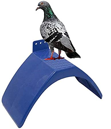 PeSandy Dove Rest Stand, 6PCS Lightweight Pigeons Rest Stand Bird Perches  for Dove Pigeon and Other Birds, Durable Plastic Pigeon Perches Roost Bird  Dwelling Stand Support Cage Accessories: Amazon.in: Pet Supplies